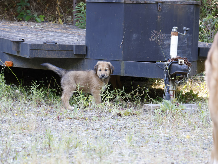 chinook dog